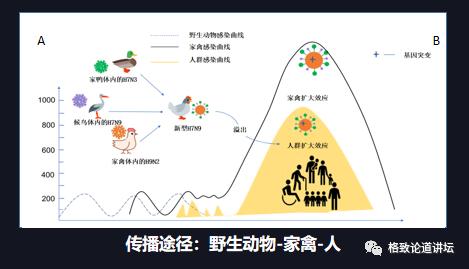 最新旱獭病毒研究，挑战与前景