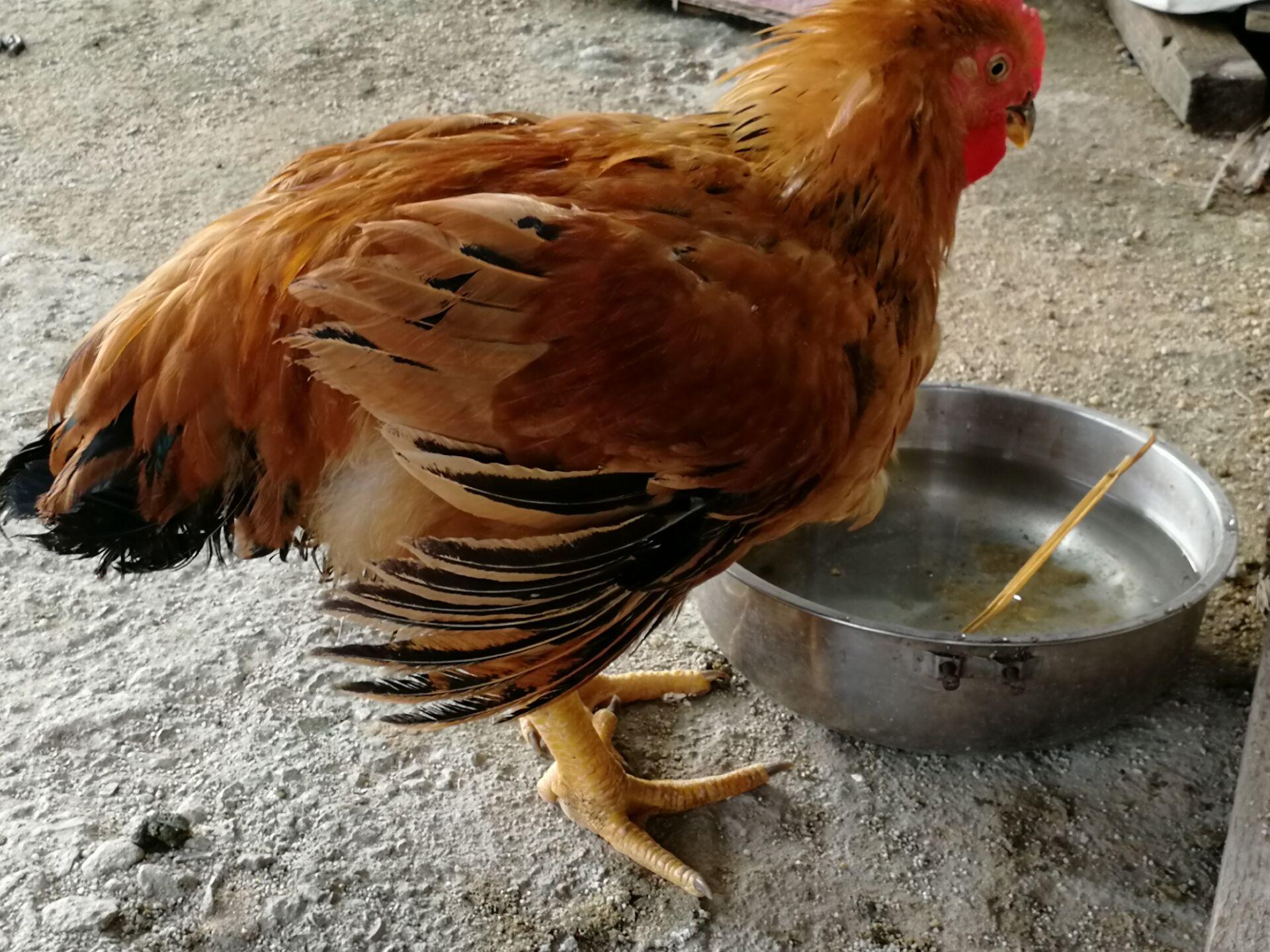 鸡鸭价钱最新动态，市场走势分析与预测