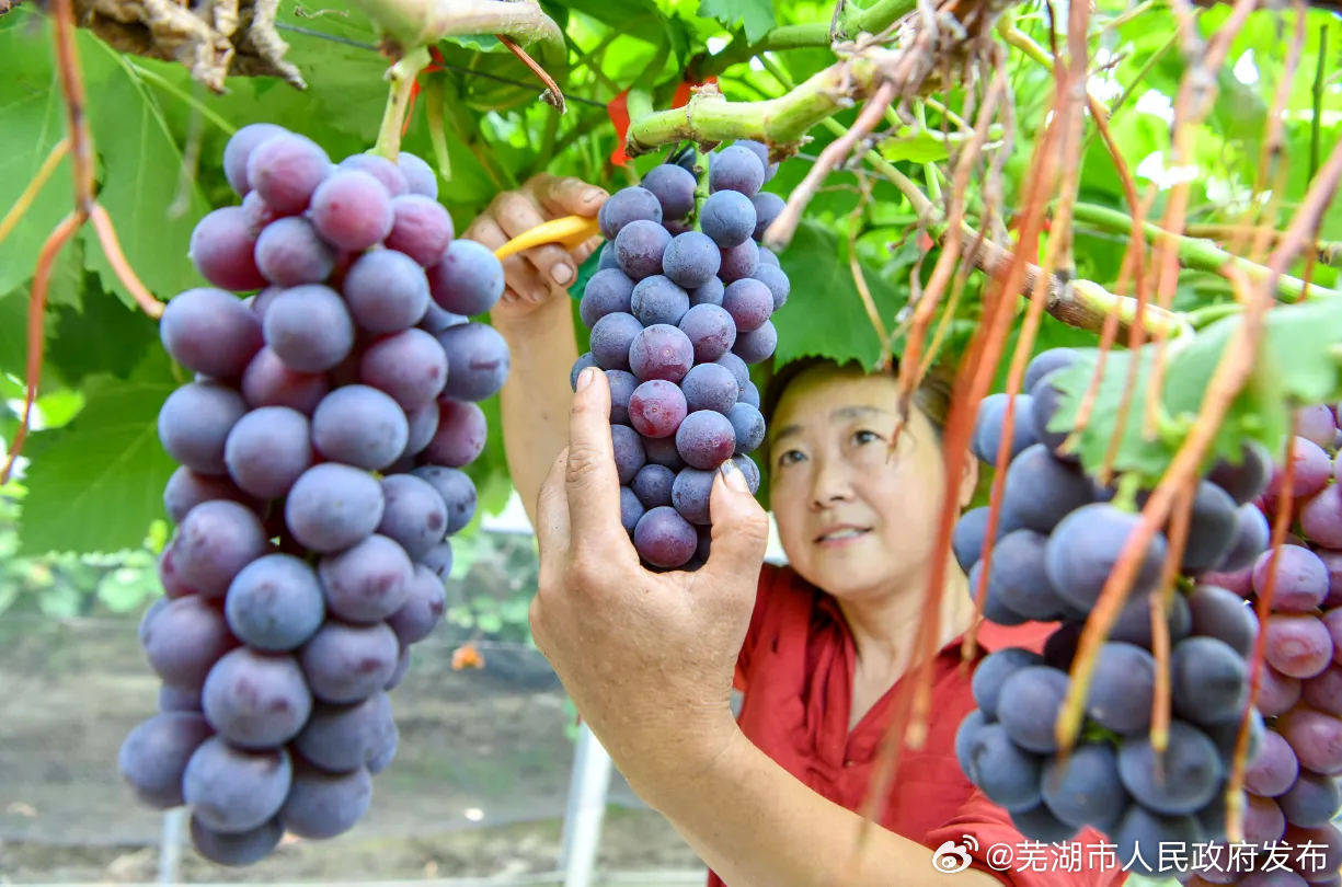 芜湖最新葡萄，美味与健康并行的时代佳肴