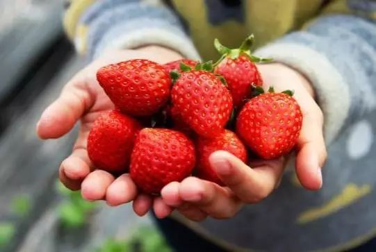 草莓最新病菌研究及其防治策略